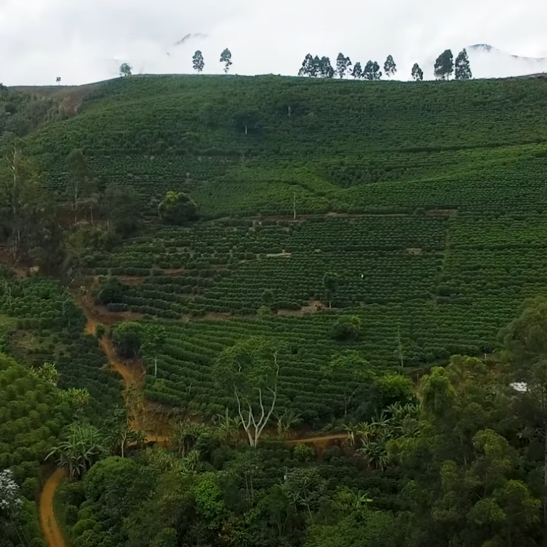Produção de Café Especiais e o Certifica Minas