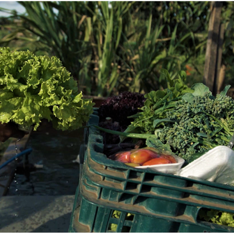 Certifica Minas Hortaliças quer melhorar qualidade dos alimentos e competitividade dos produtores